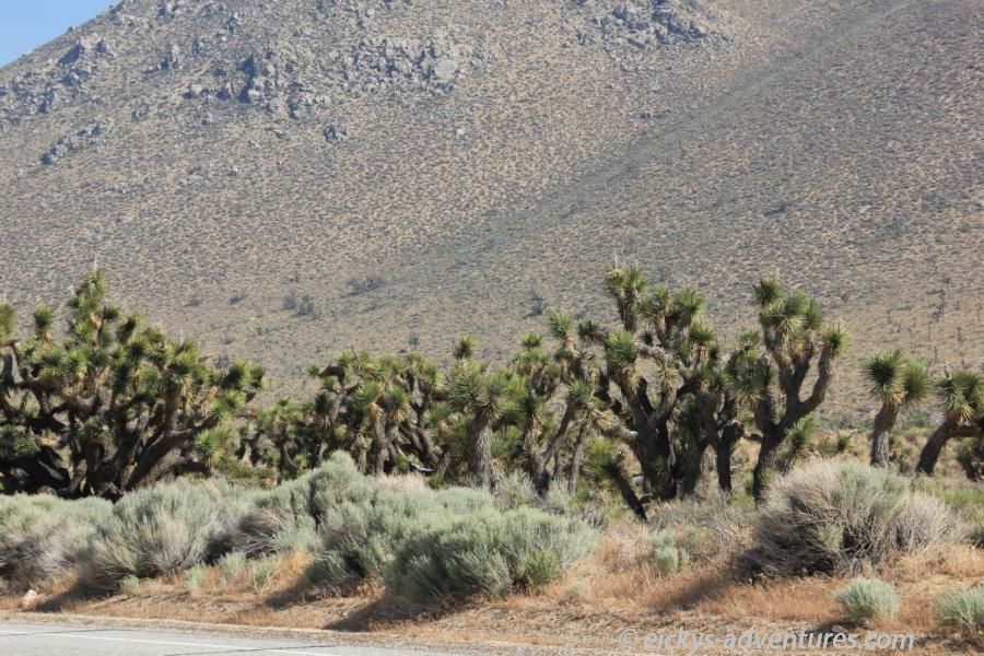 Joshua Trees