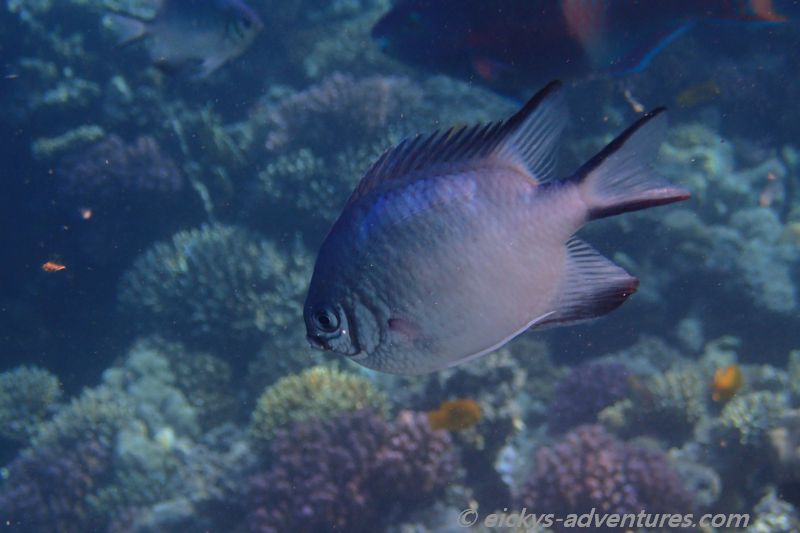 Fisch Fisch