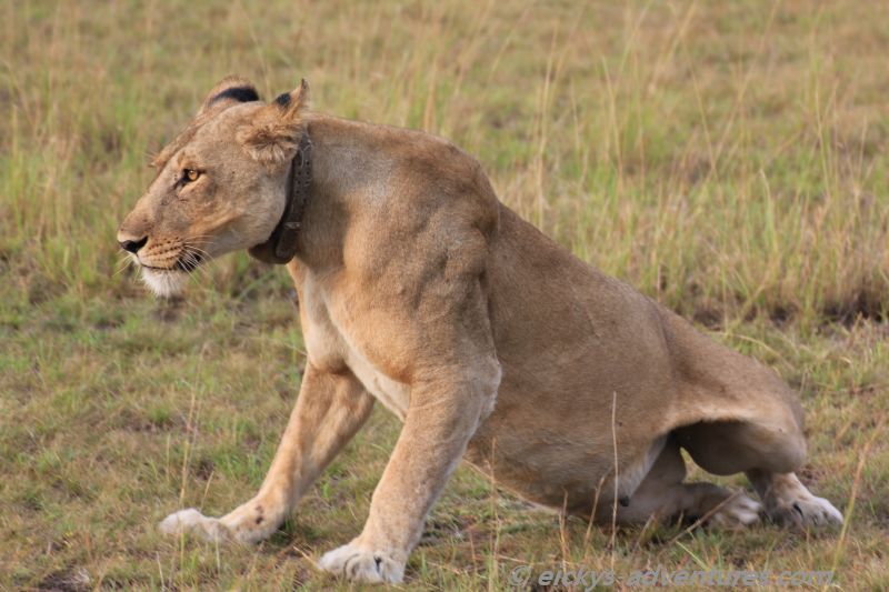 Lion Tracking