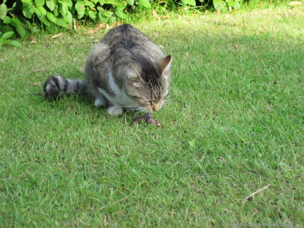 Und mit einem Haps war sie weg