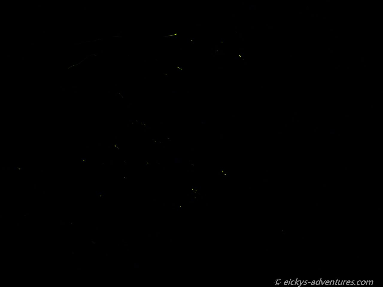Firefly Tour in Donsol Firefly Tour in Donsol